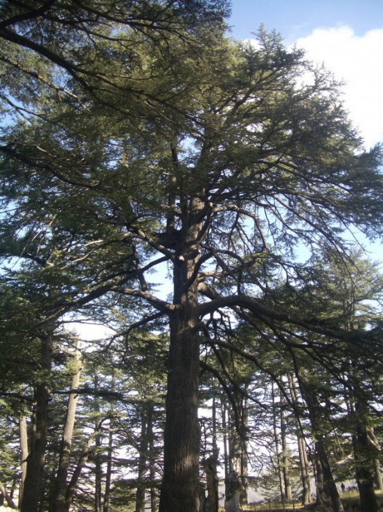 Cedars